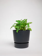 products/SotoProductShootLowQ-2020.jpg